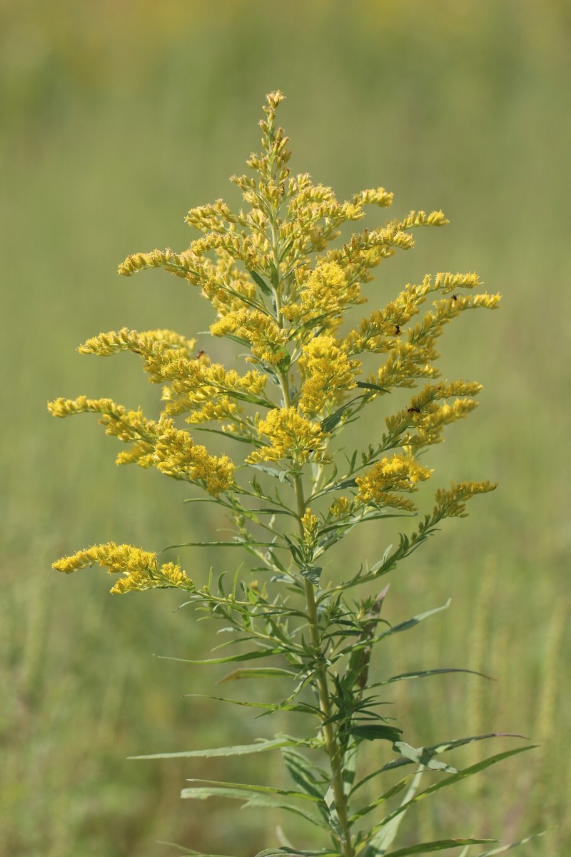 Solidago canadensis var. hargeri