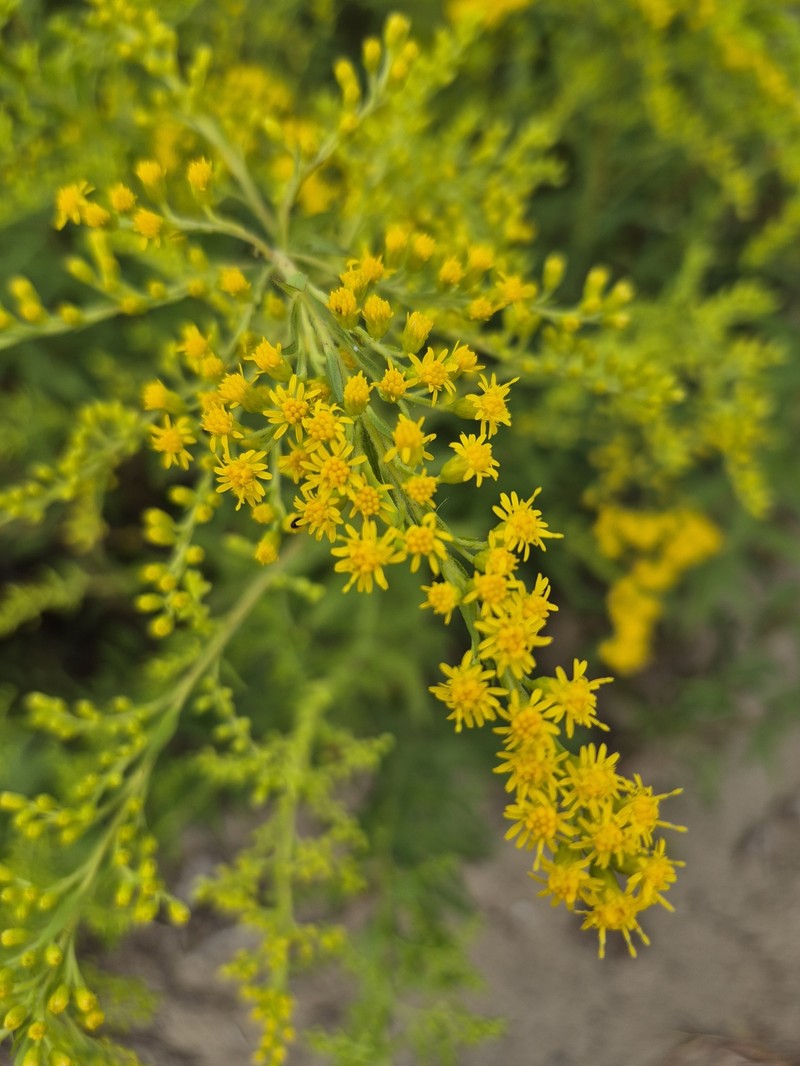 Solidago canadensis var. hargeri photo 2