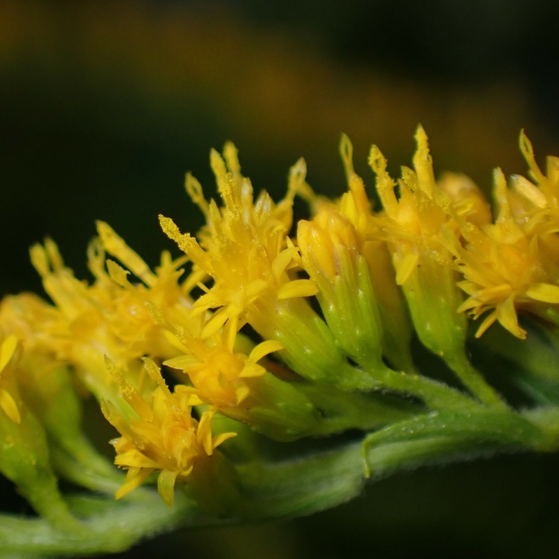 Solidago canadensis var. hargeri photo 3