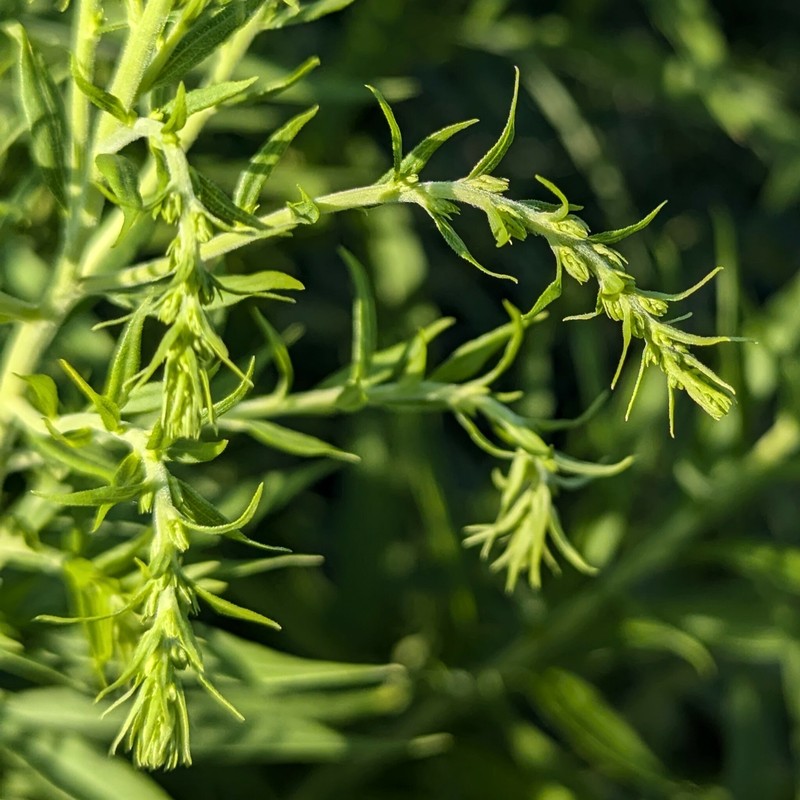 Solidago canadensis var. hargeri photo 4