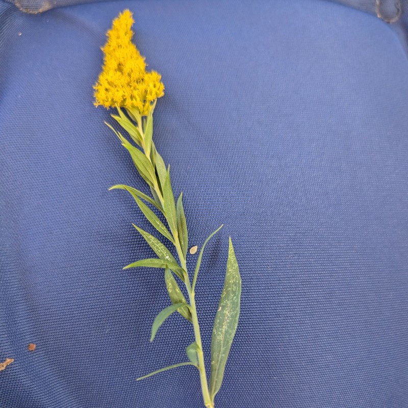 Solidago canadensis var. hargeri photo 5