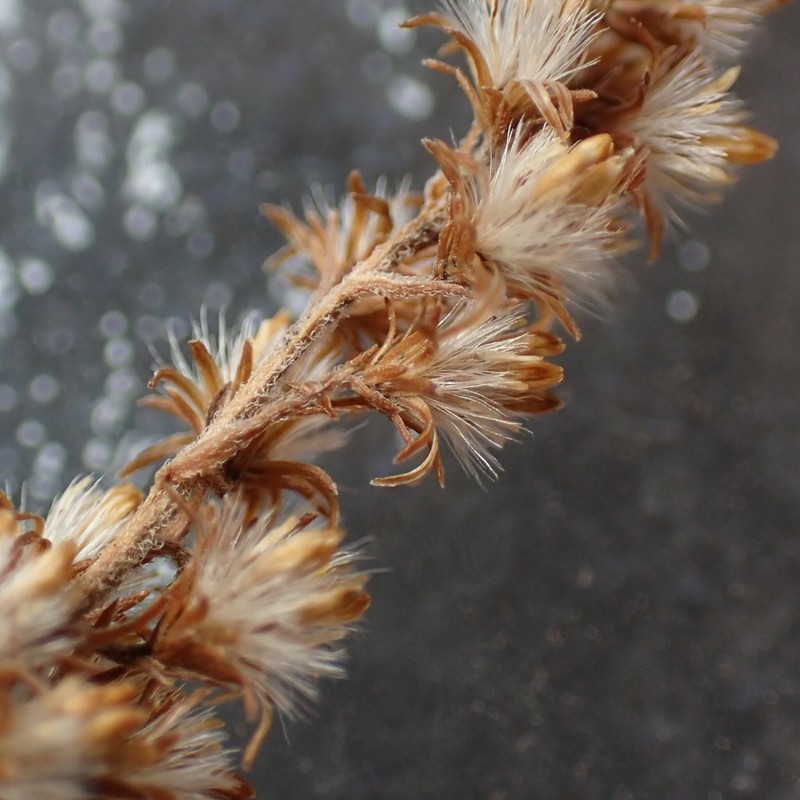 Solidago canadensis var. hargeri photo 6