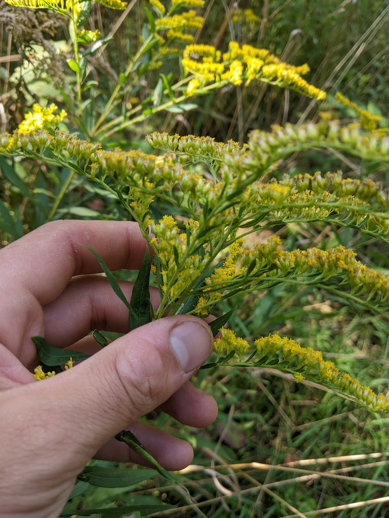 Solidago canadensis var. hargeri photo 7