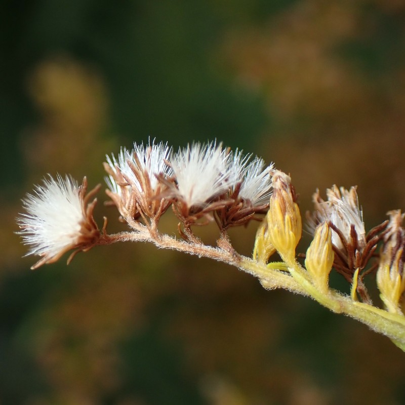 Solidago canadensis var. hargeri photo 8