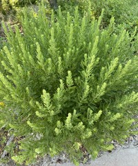 Solidago capulinensis