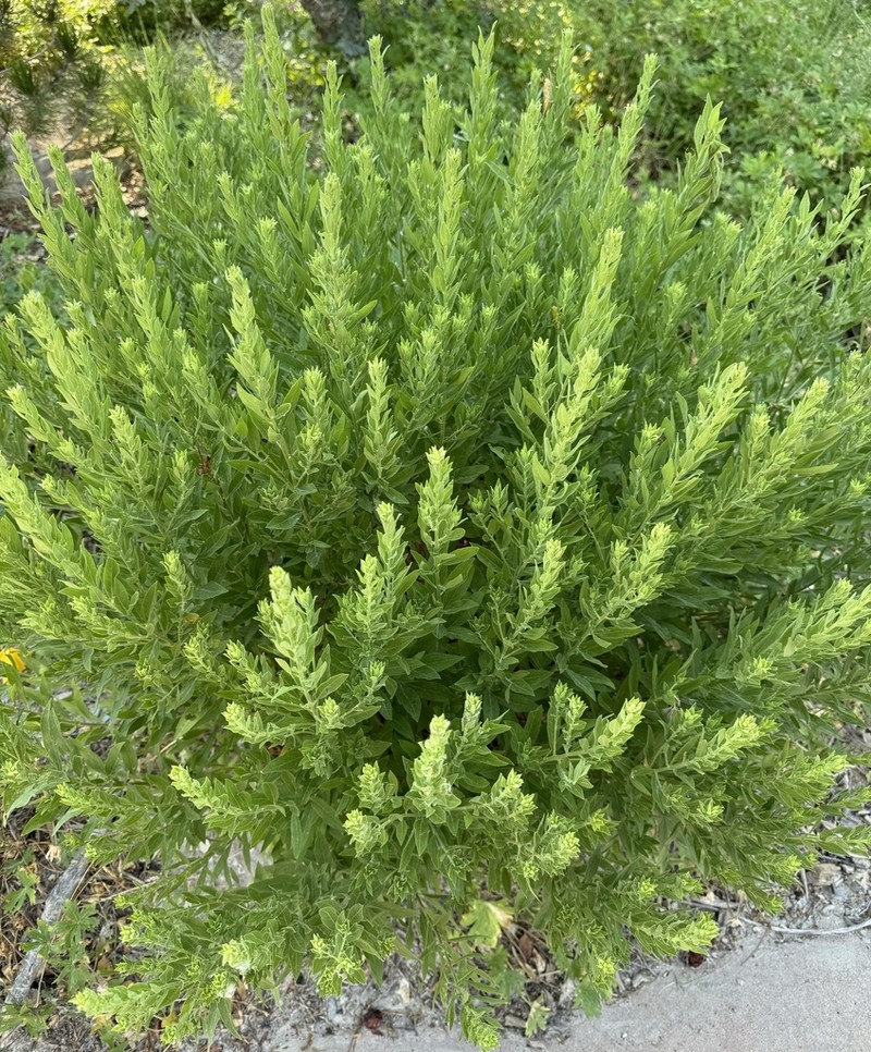 Solidago capulinensis