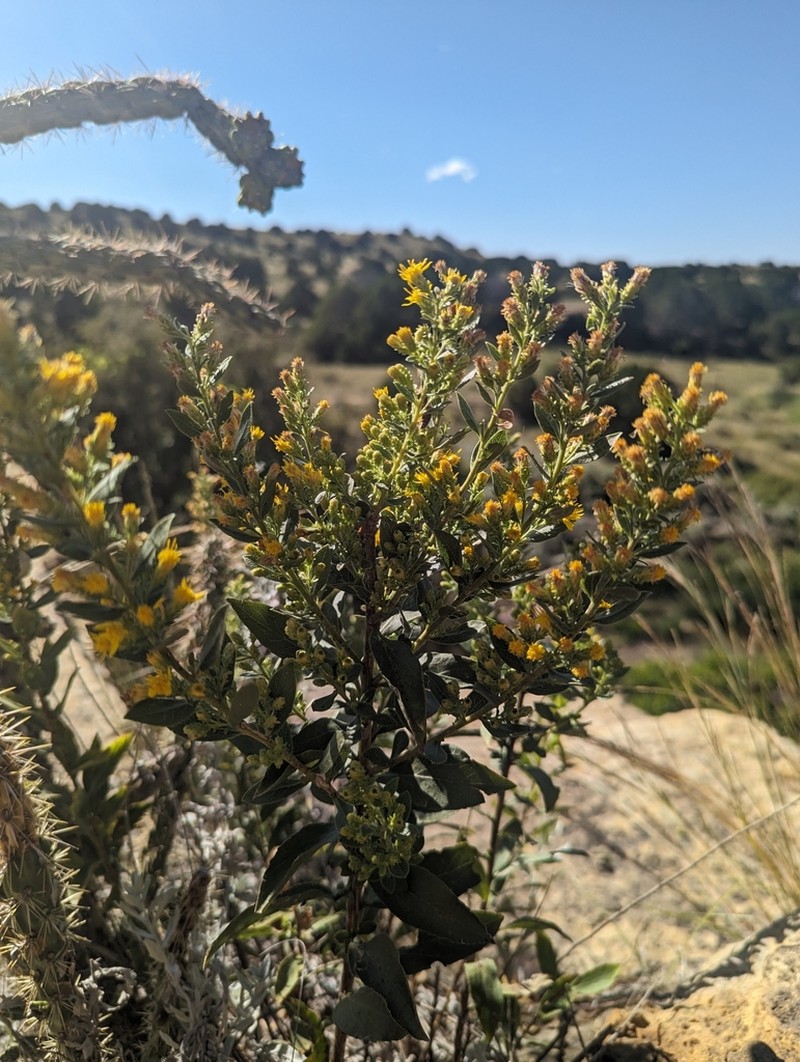 Solidago capulinensis photo 2
