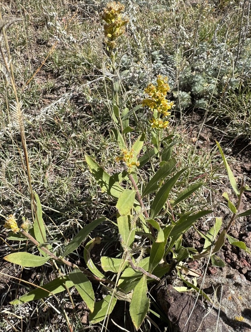 Solidago capulinensis photo 3