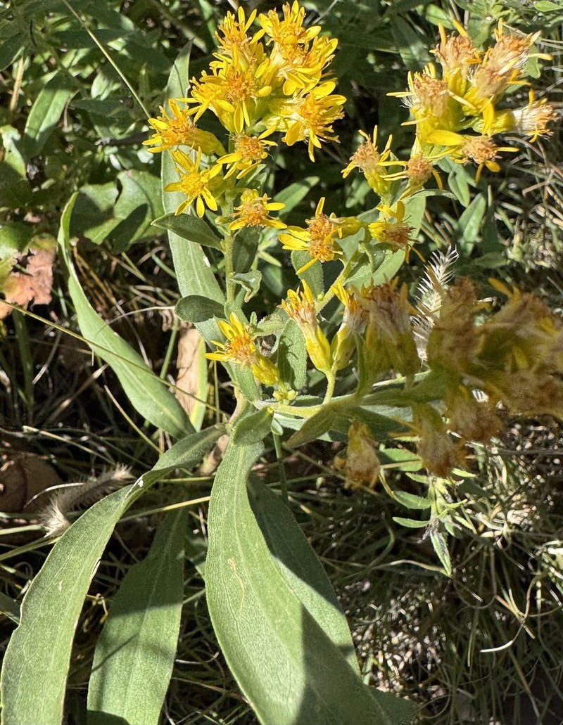 Solidago capulinensis photo 4
