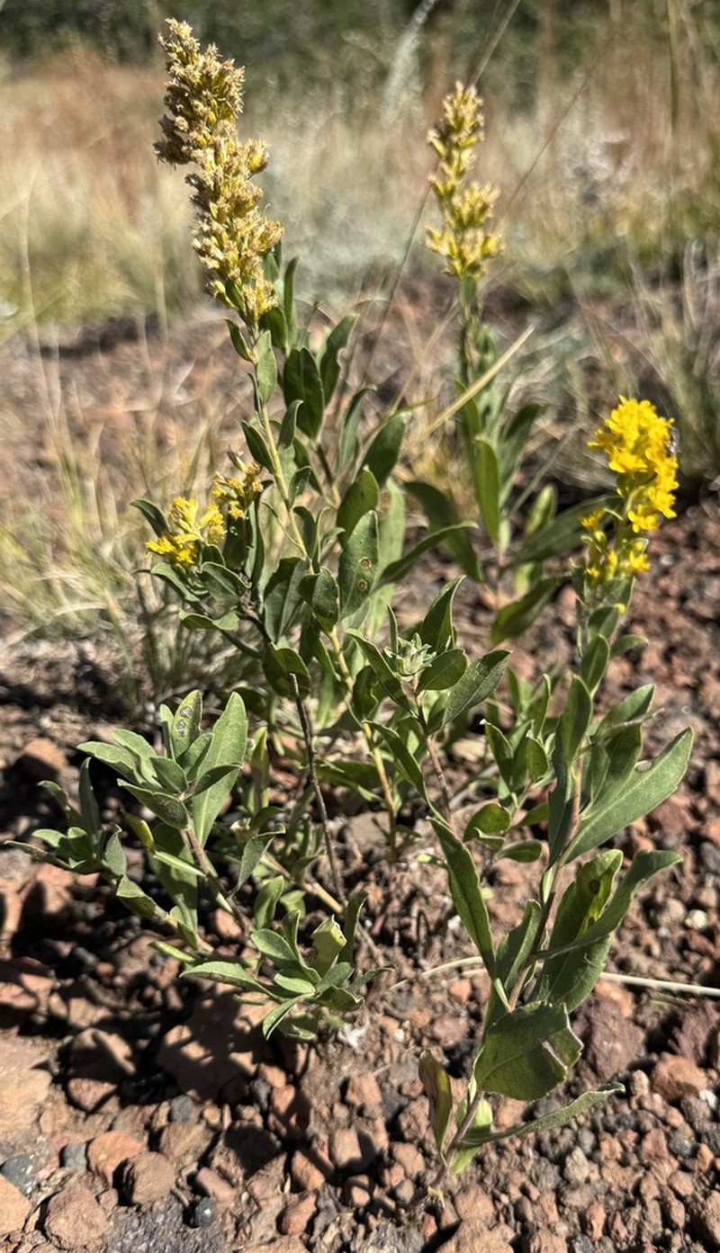 Solidago capulinensis photo 5