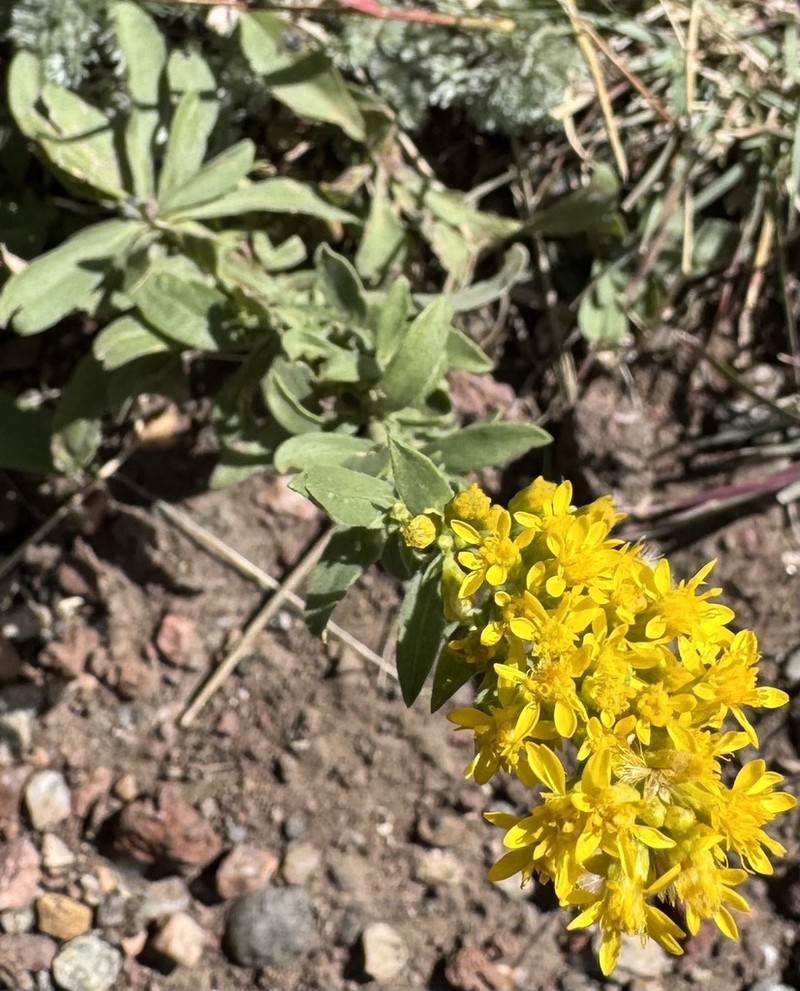 Solidago capulinensis photo 6