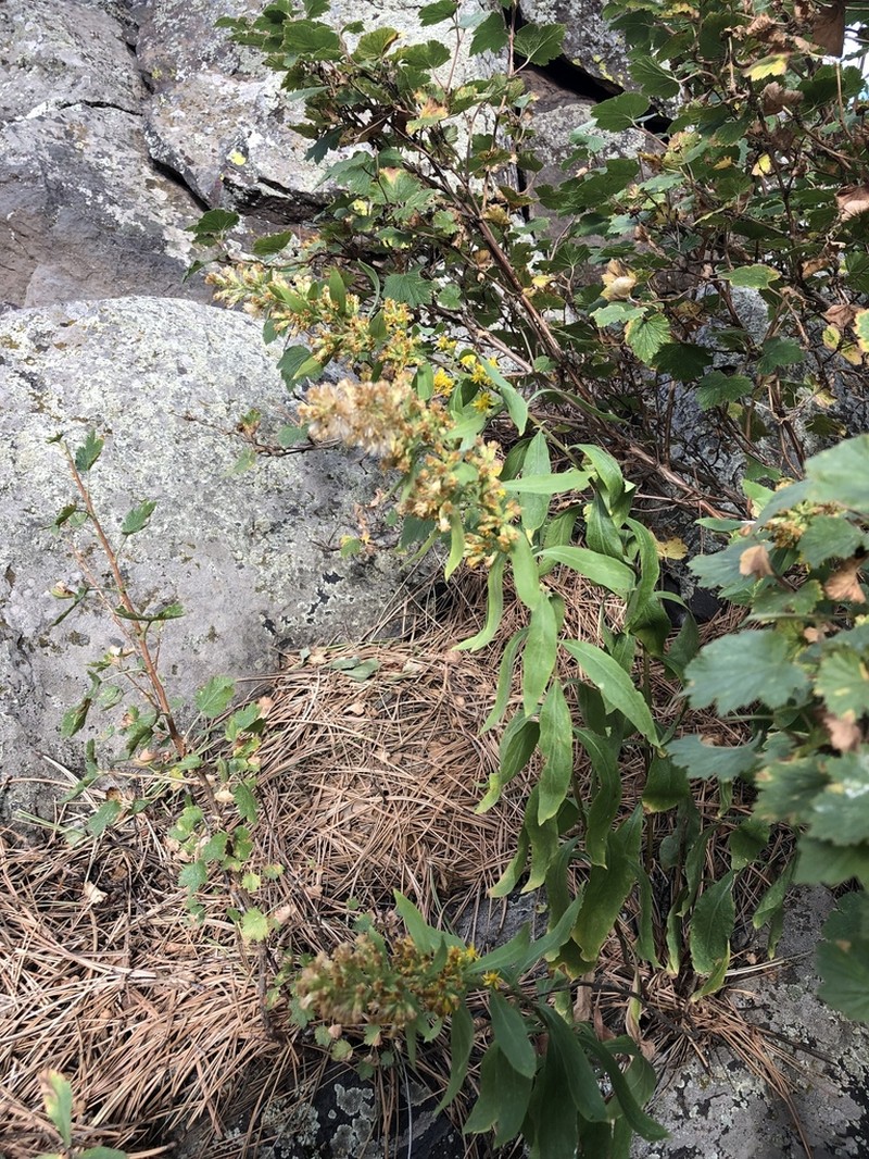 Solidago capulinensis photo 7