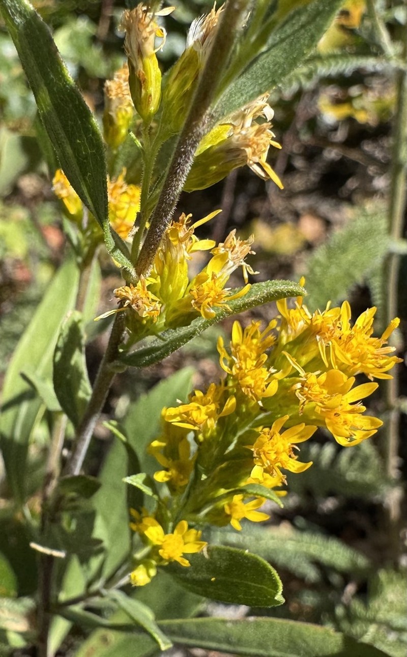 Solidago capulinensis photo 8