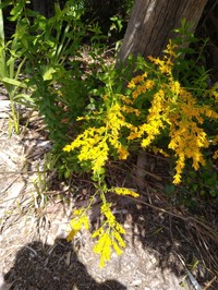 Solidago chapmanii
