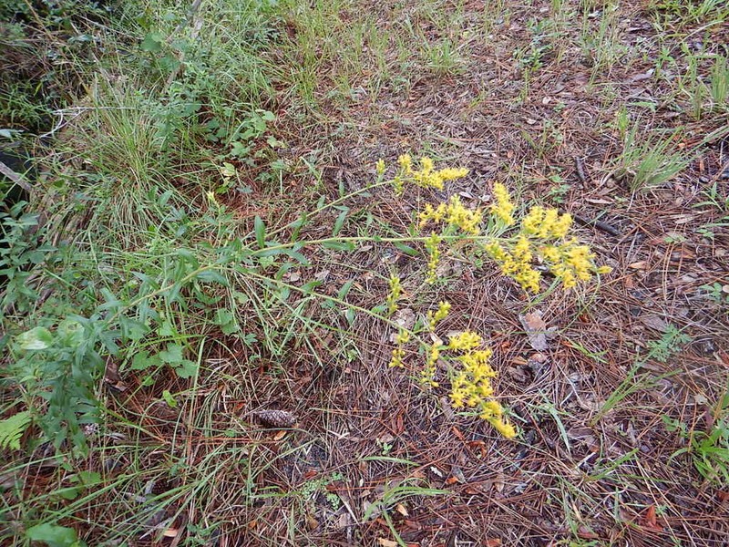 Solidago chapmanii photo 2
