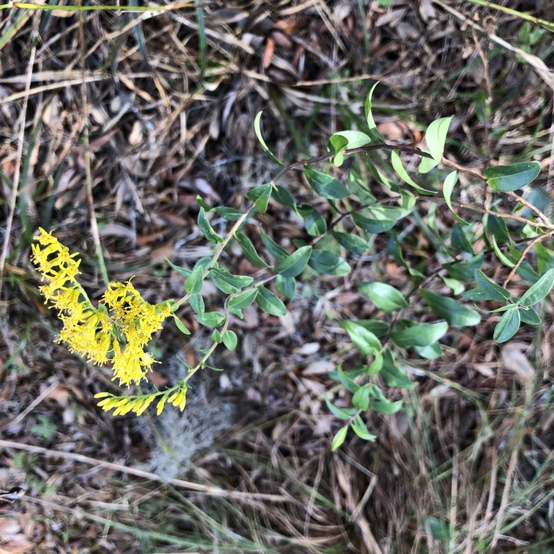 Solidago chapmanii photo 3