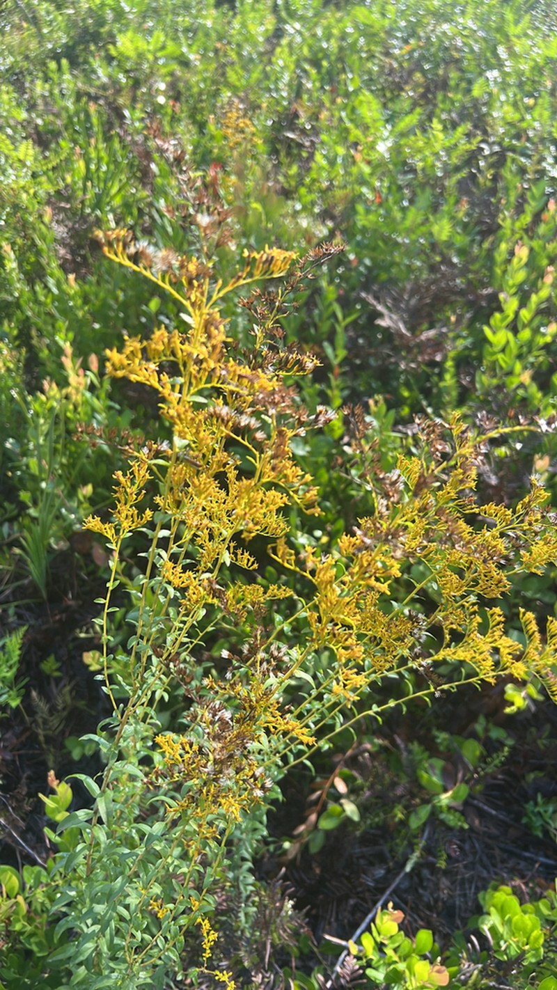 Solidago chapmanii photo 4
