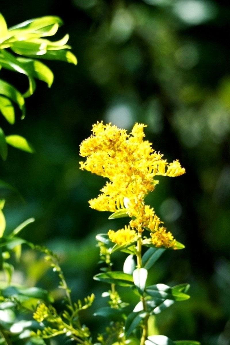 Solidago chapmanii photo 5