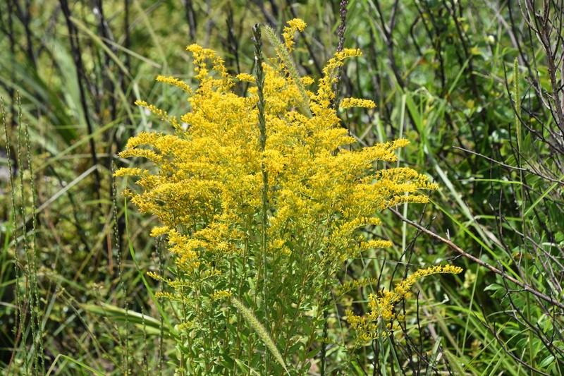 Solidago chapmanii photo 6