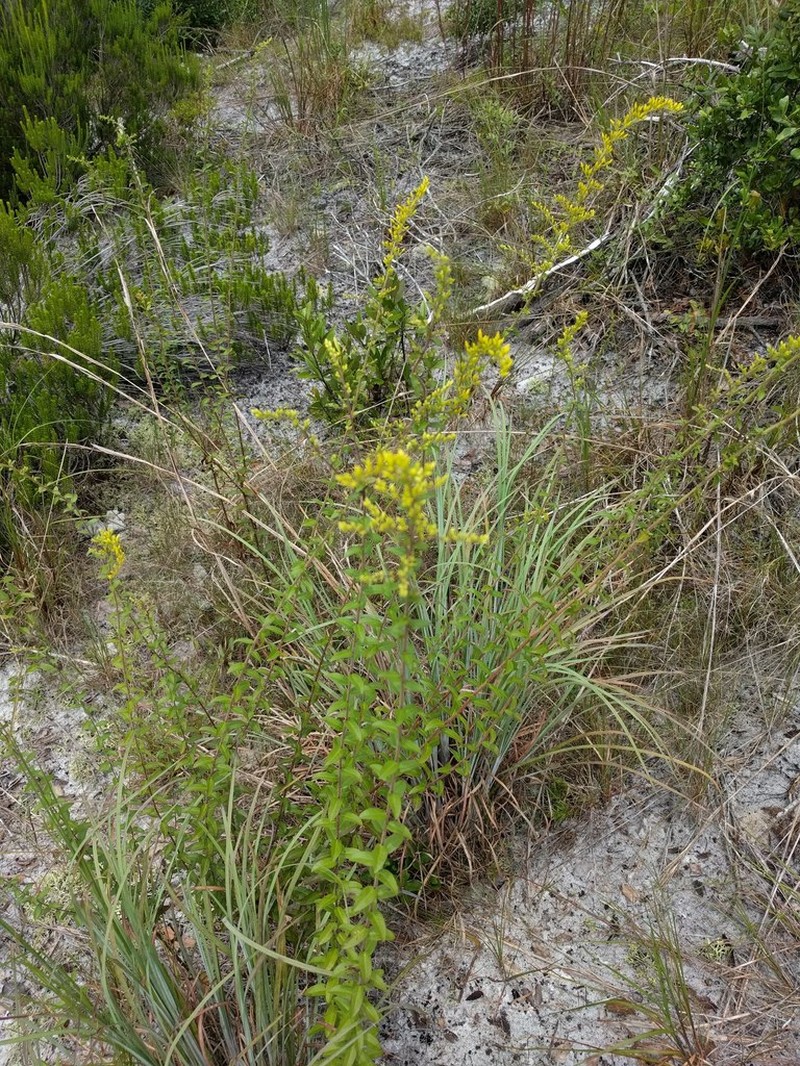 Solidago chapmanii photo 7