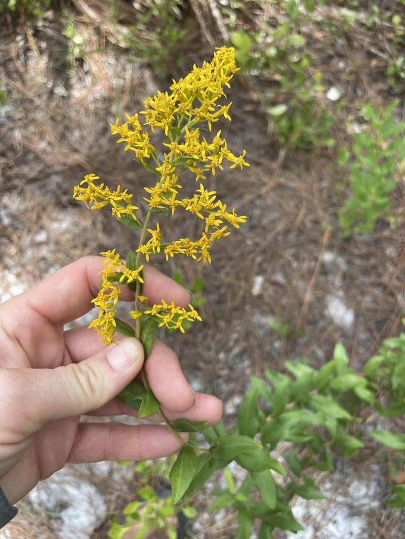 Solidago chapmanii photo 8