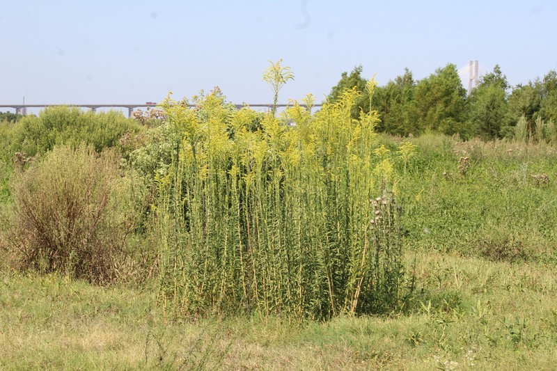 Solidago chilensis