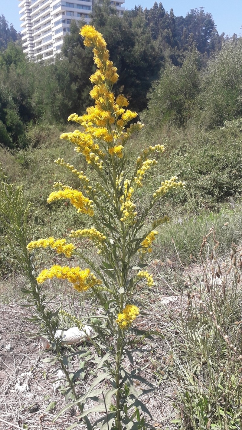 Solidago chilensis photo 2