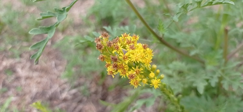 Solidago chilensis photo 3
