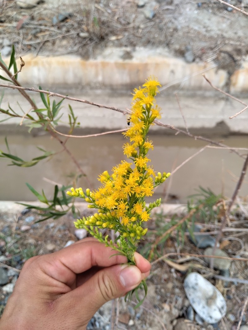 Solidago chilensis photo 4