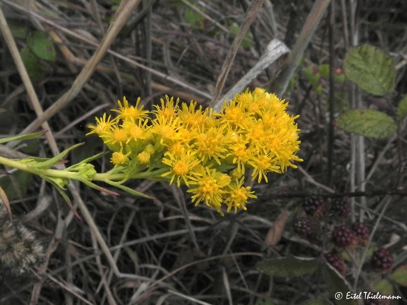 Solidago chilensis photo 5