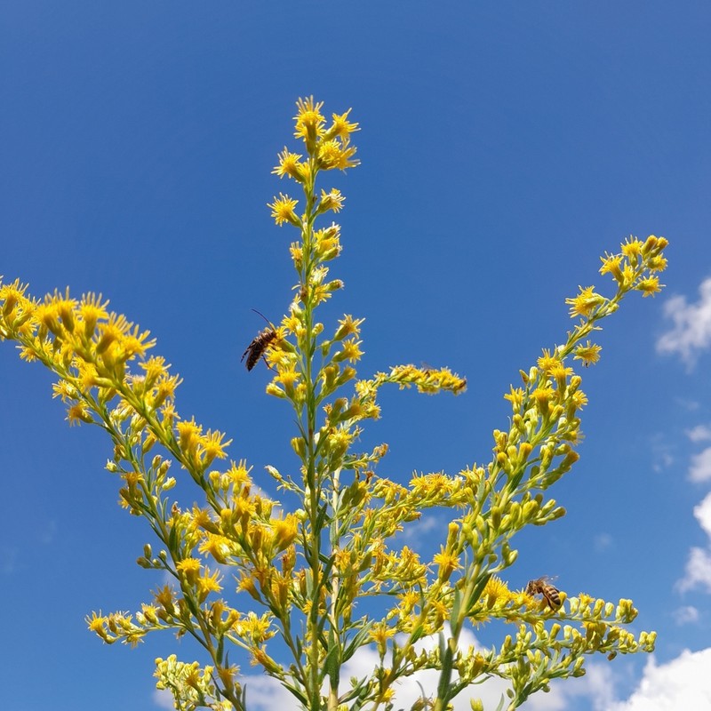 Solidago chilensis photo 6