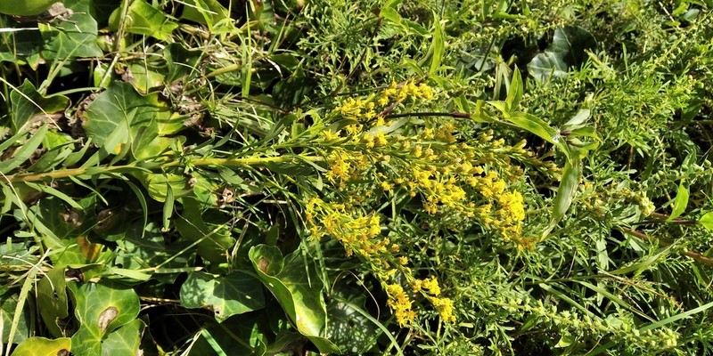 Solidago chilensis photo 7
