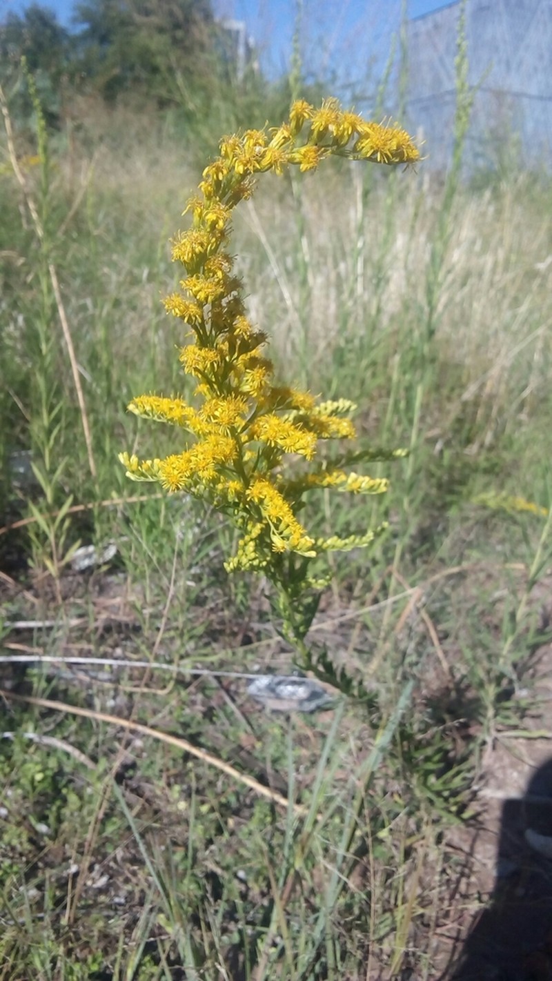 Solidago chilensis photo 8