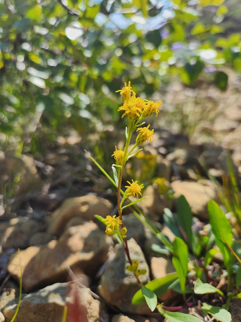Solidago chlorolepis