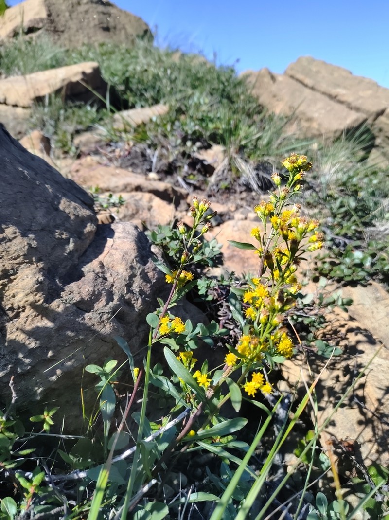 Solidago chlorolepis photo 2