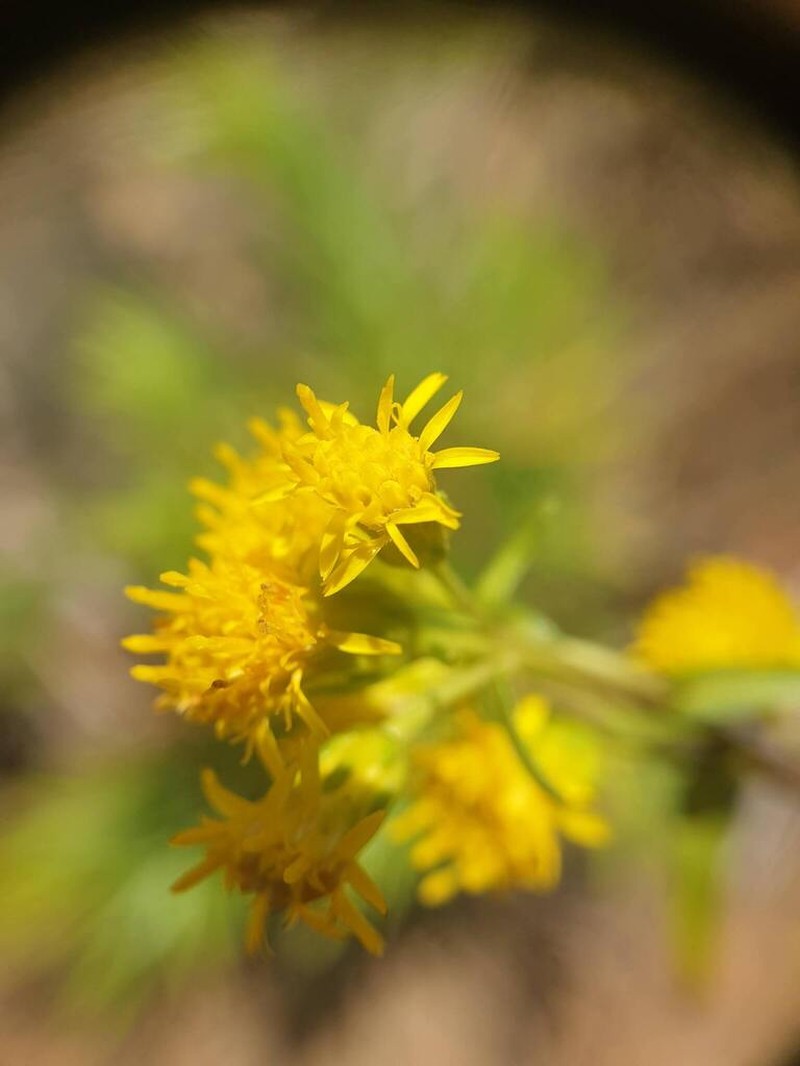 Solidago chlorolepis photo 3