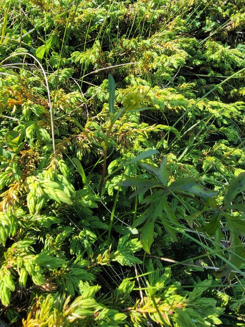 Solidago chlorolepis photo 4
