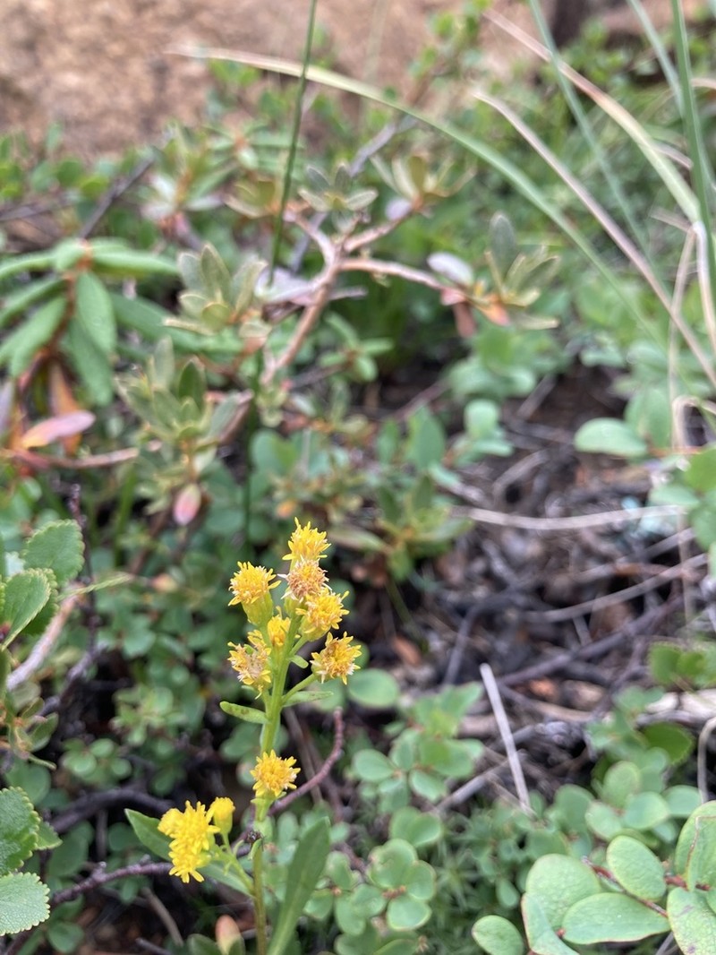 Solidago chlorolepis photo 5
