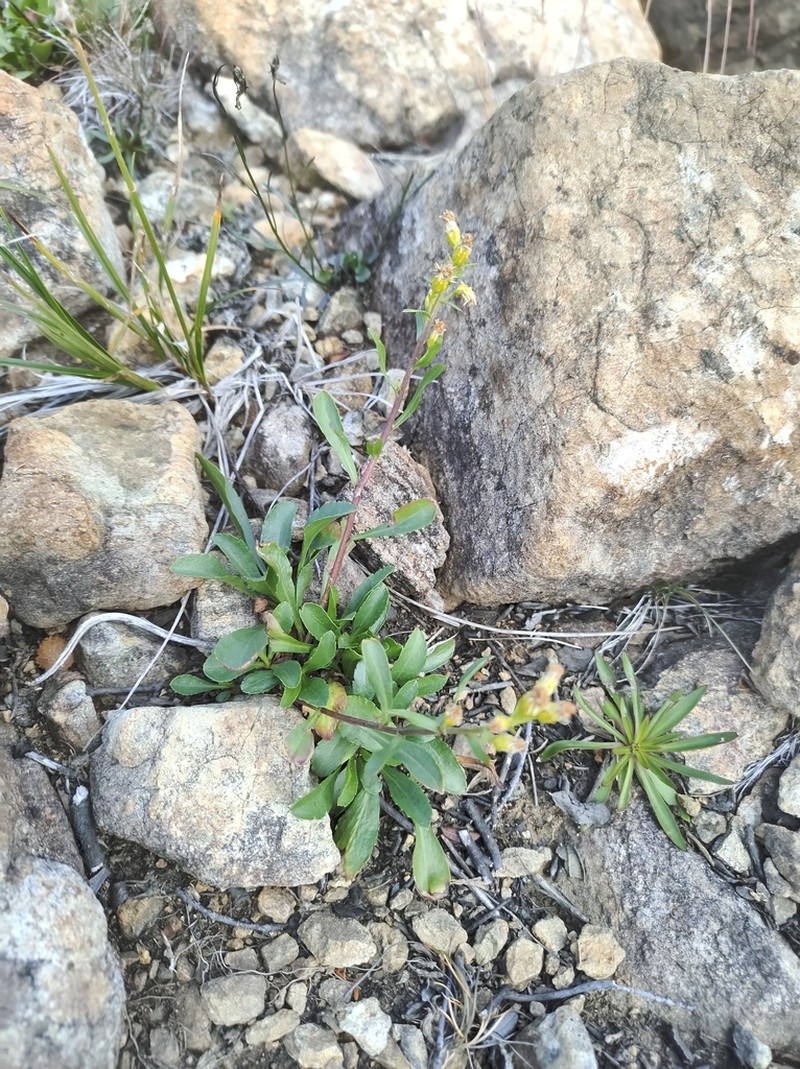 Solidago chlorolepis photo 6