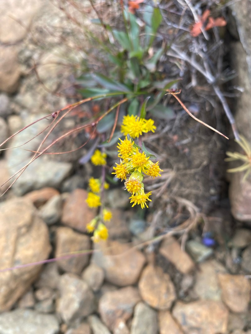 Solidago chlorolepis photo 8