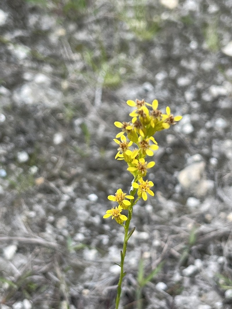 Solidago chrysopsis