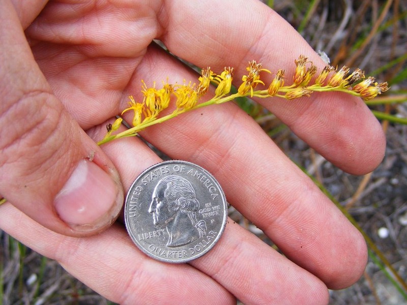 Solidago chrysopsis photo 2