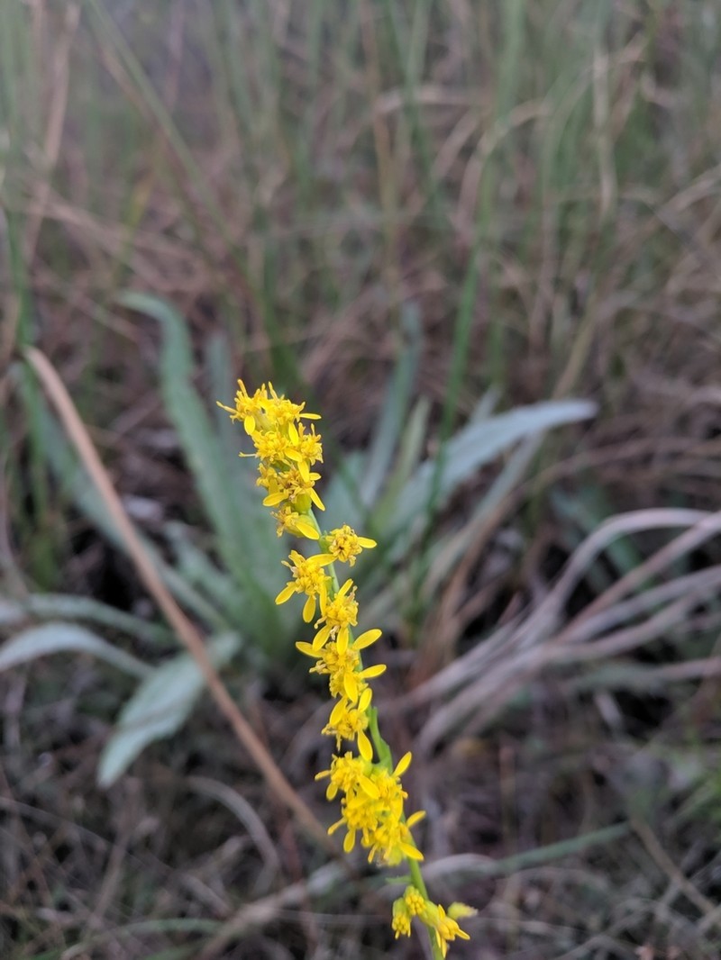 Solidago chrysopsis photo 3