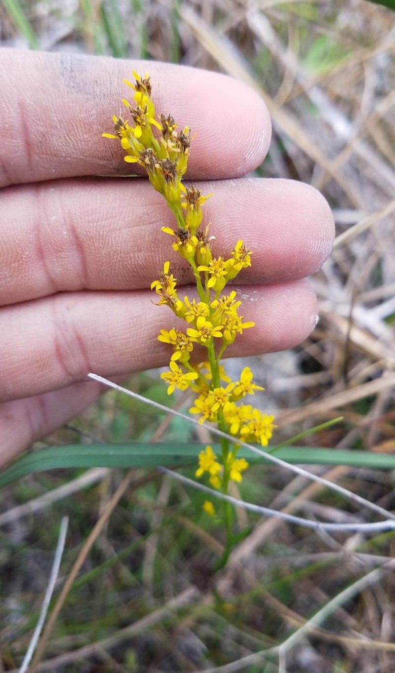 Solidago chrysopsis photo 4