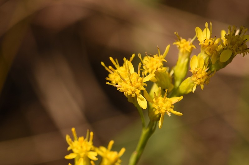 Solidago chrysopsis photo 5