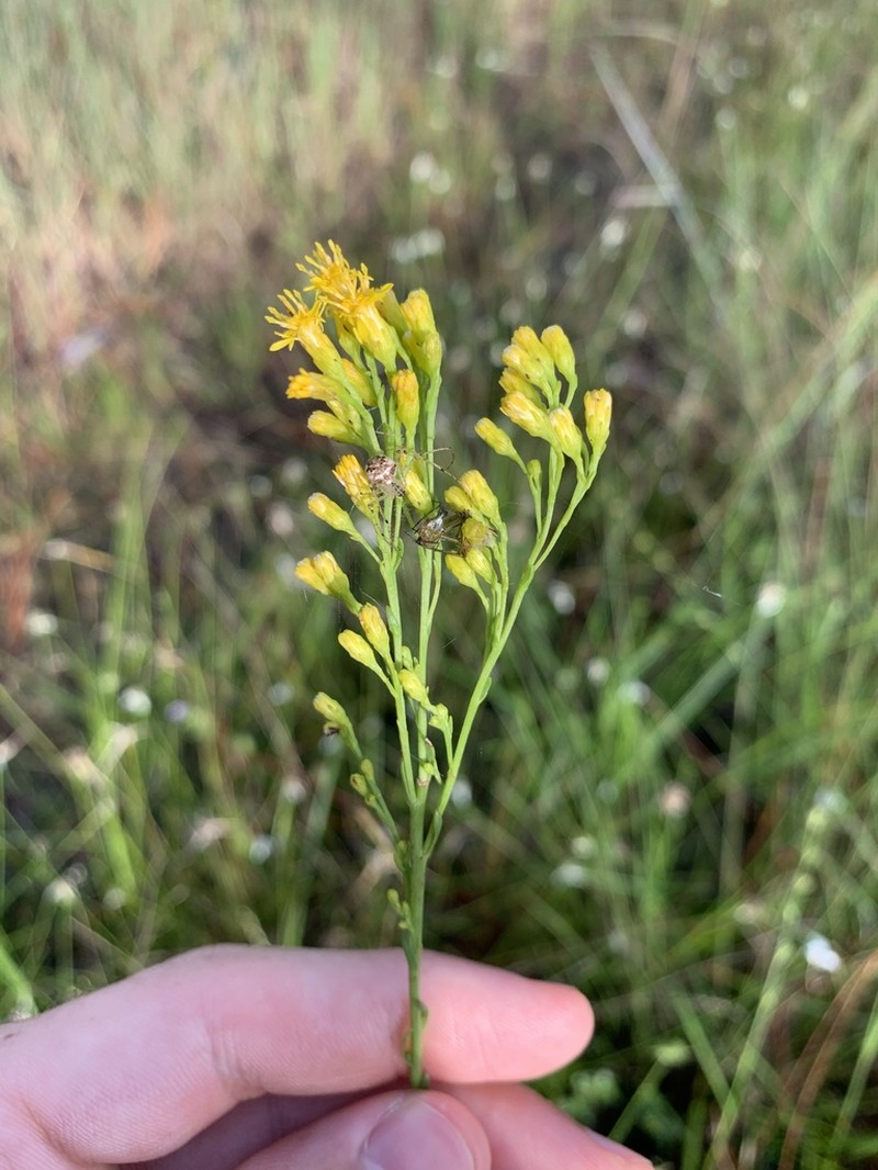 Solidago chrysopsis photo 6