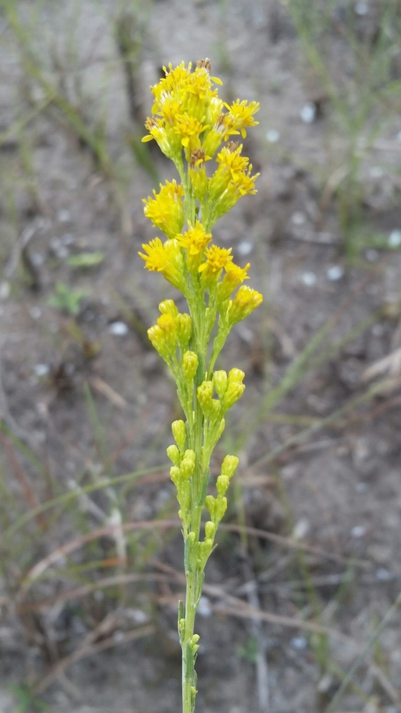 Solidago chrysopsis photo 7
