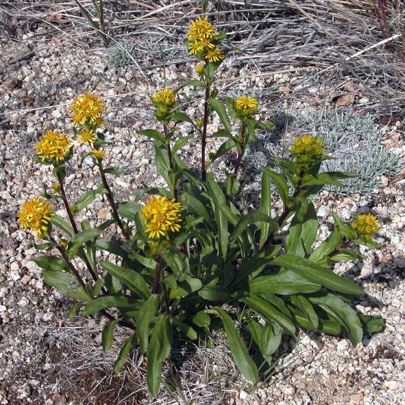 Solidago compacta photo 2