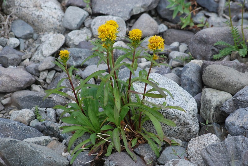 Solidago compacta photo 3