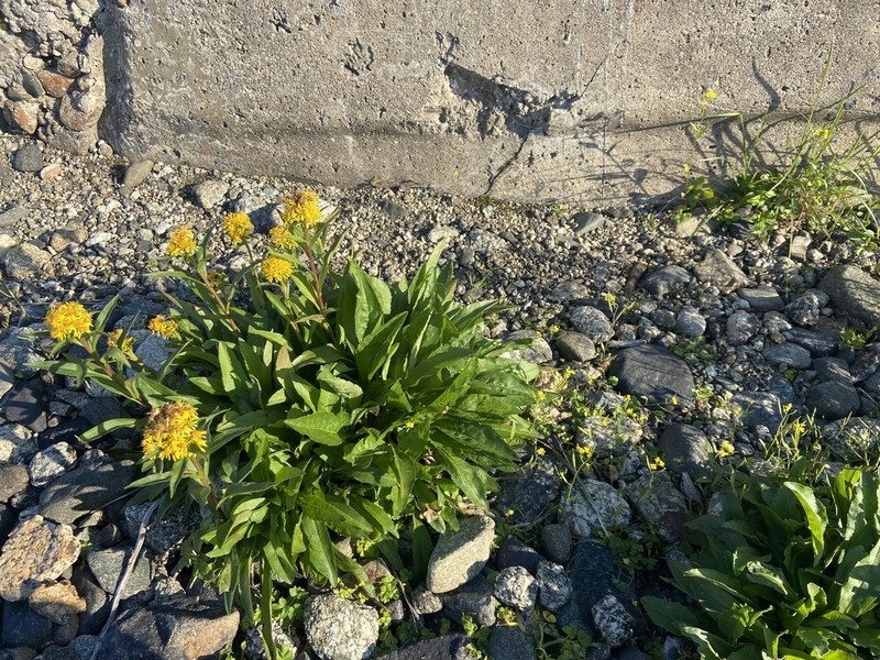 Solidago compacta photo 4